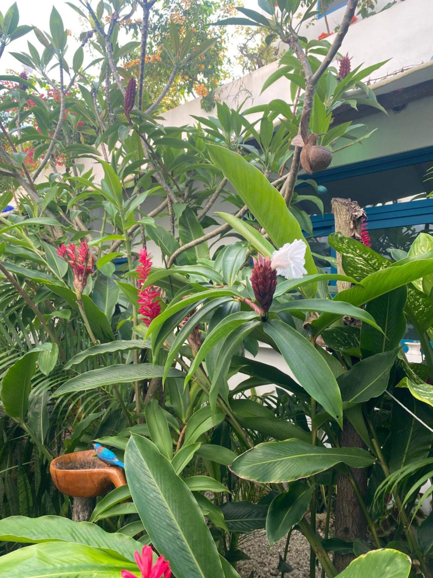 Hotel Maison Bacalar