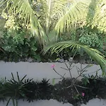 Cada Iguana, By Jungla Bacalar 5Ta Av.