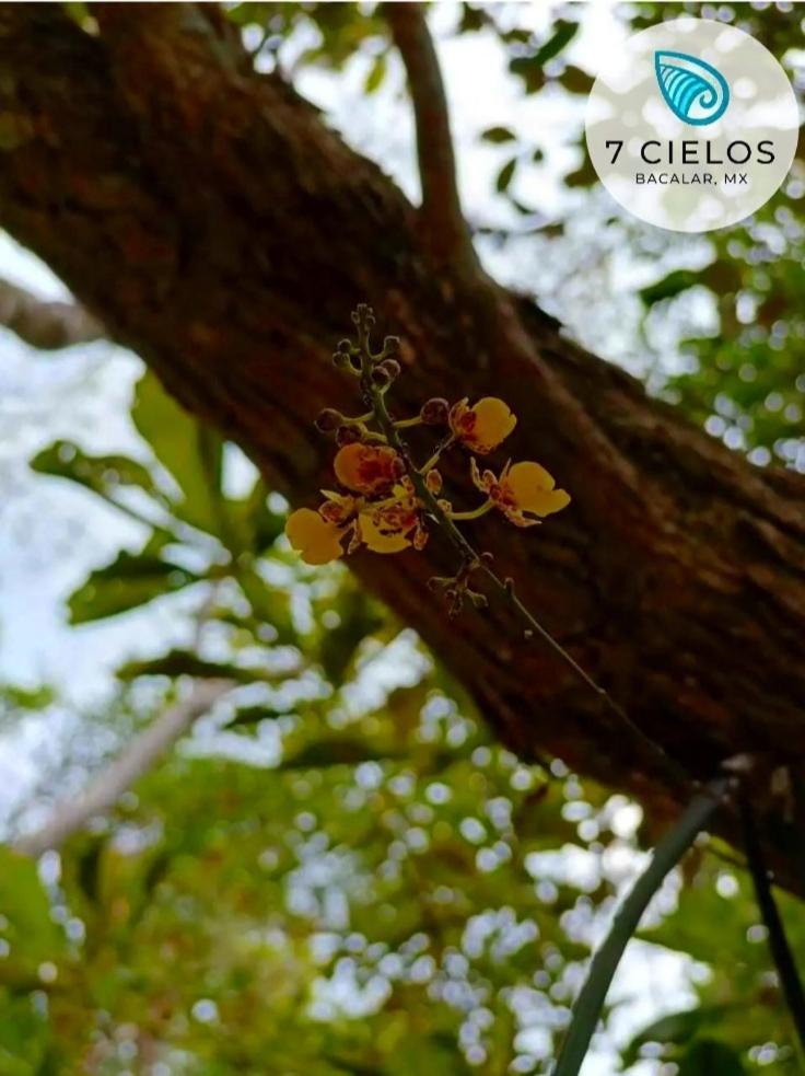 Guest house 7 Cielos Bacalar. *