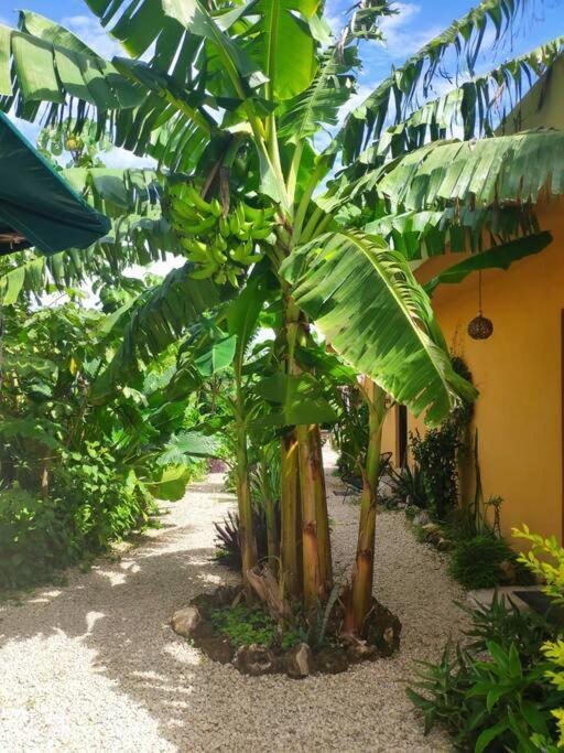 Apartamento Casa Venado, By Jungla