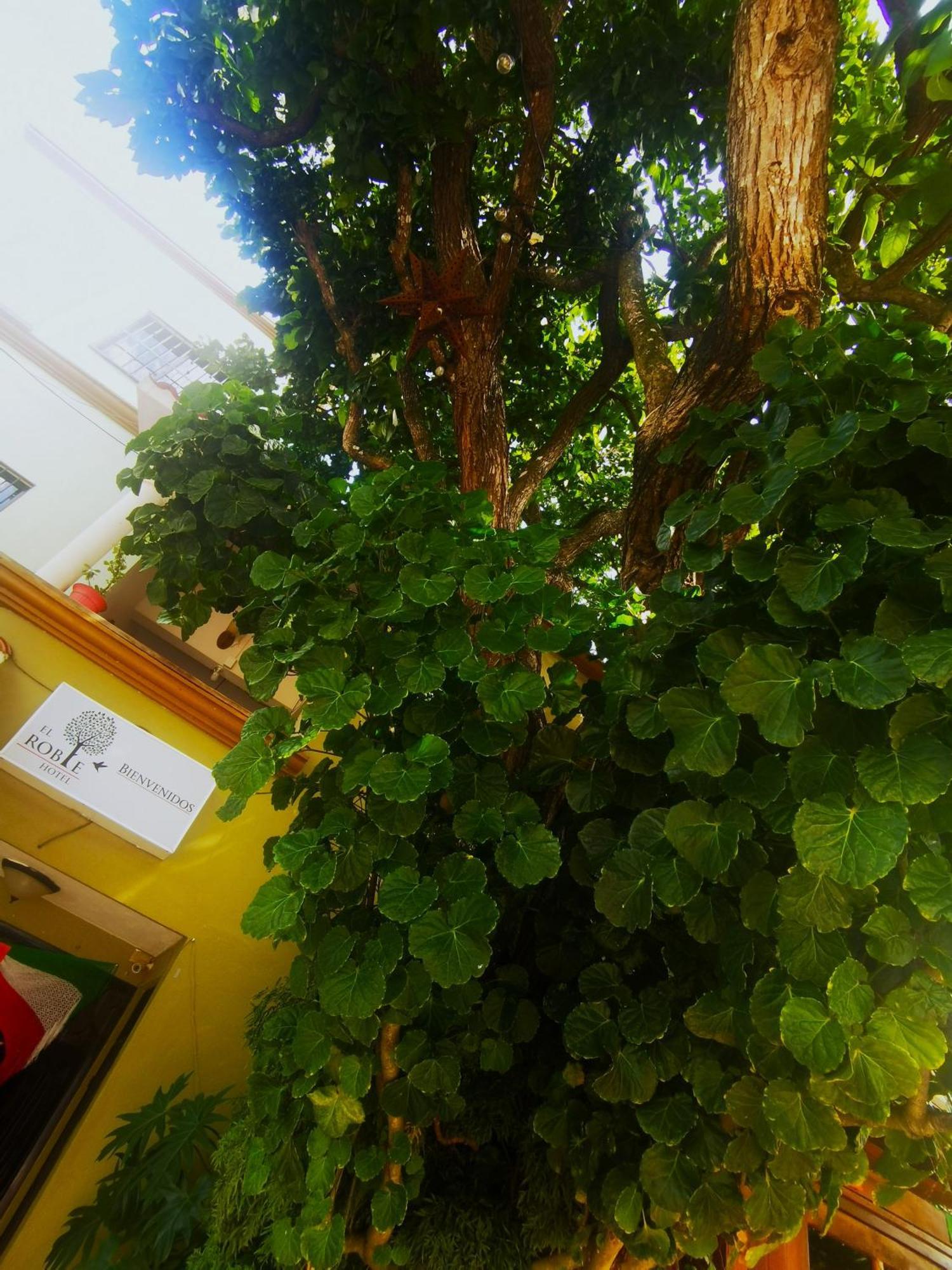 El Roble Bacalar