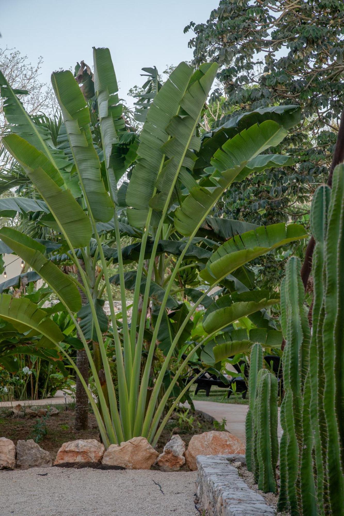 Casa Cactus Buenavista *