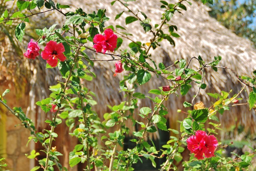 Ecotucan Hotel Bacalar