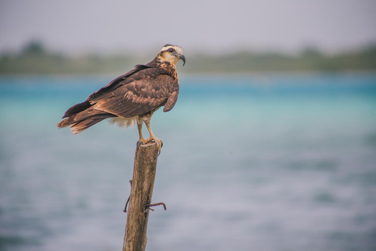 The Yak House - * Bacalar