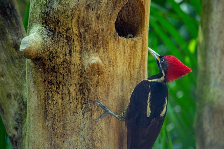 Ecotucan